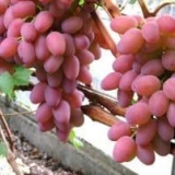 Karakteristike univerzalnih sorti grožđa i 5 njihovih najboljih predstavnika